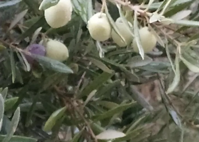Manosque: Maison En Provence Avec Superbe Vue *